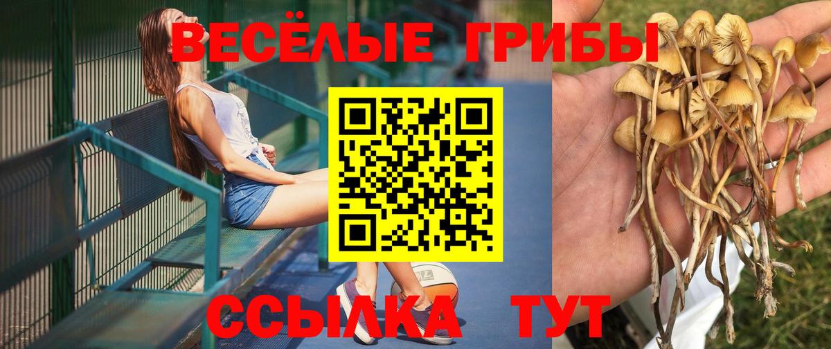 Псилоцибиновые грибы GOLDEN TEACHER  Вход с VPN  Белая Калитва  Псилоцибиновые грибы Psilocybe 